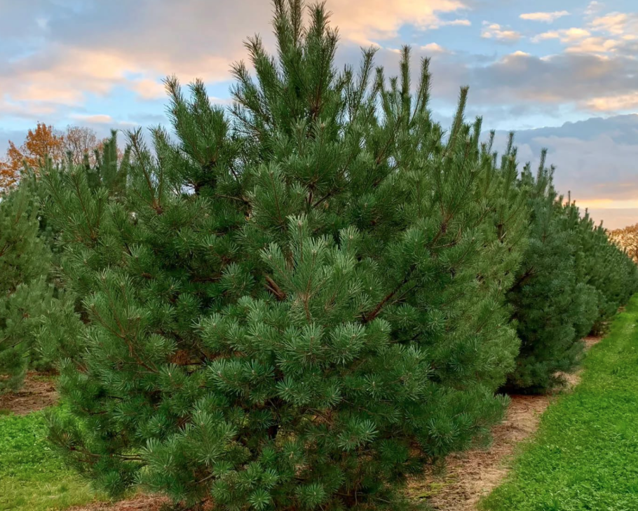 Сосна Кедровая цветение