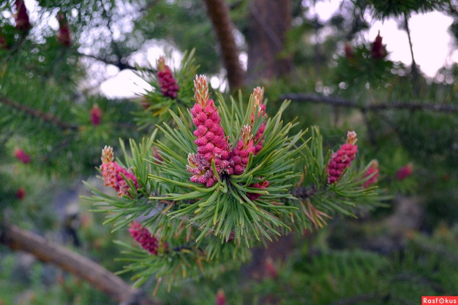 Сосна обыкновенная Pinus Sylvestris