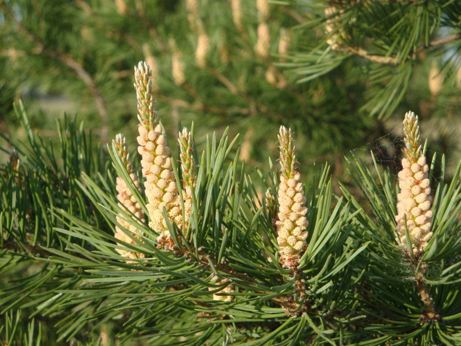Pinus Sylvestris compressa