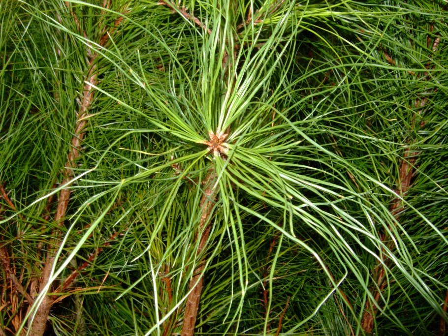 Сосна Pinus Sylvestris norske Typ