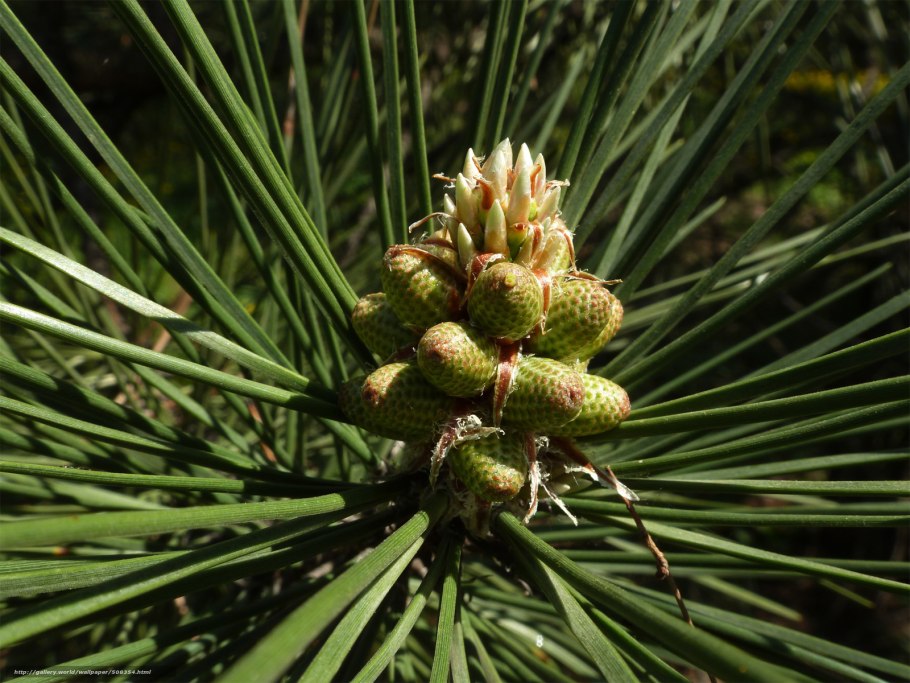 Хвойники сосны обыкновенной