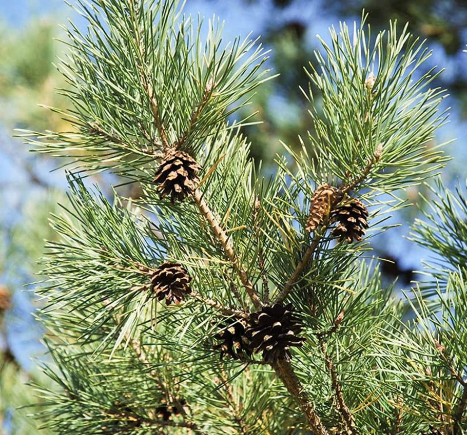 Сосна шишки и хвоинки