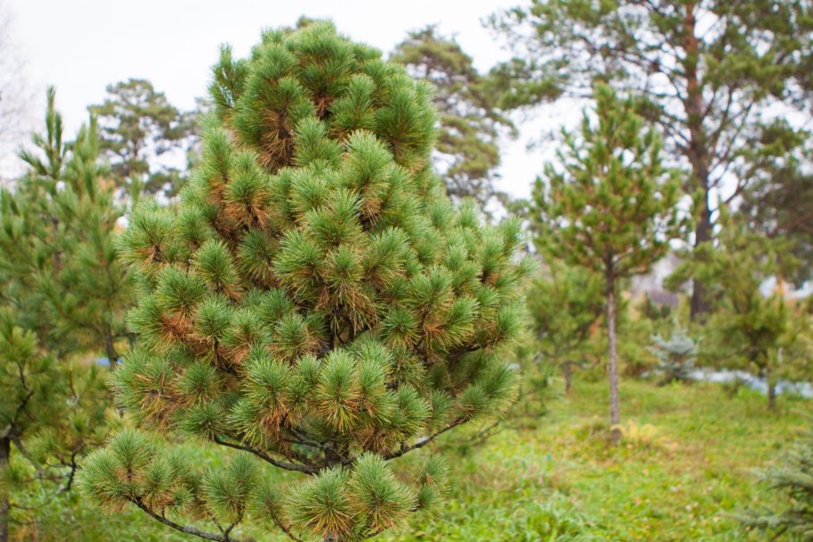 Сосна ладанная (лат. Pinus Taeda)