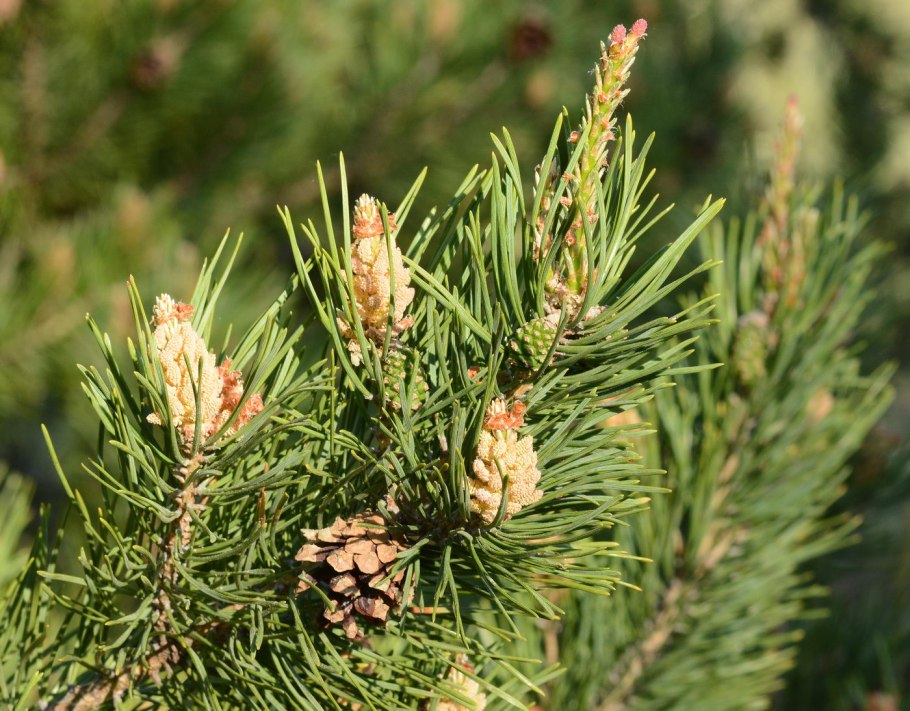 Pinus Sylvestris