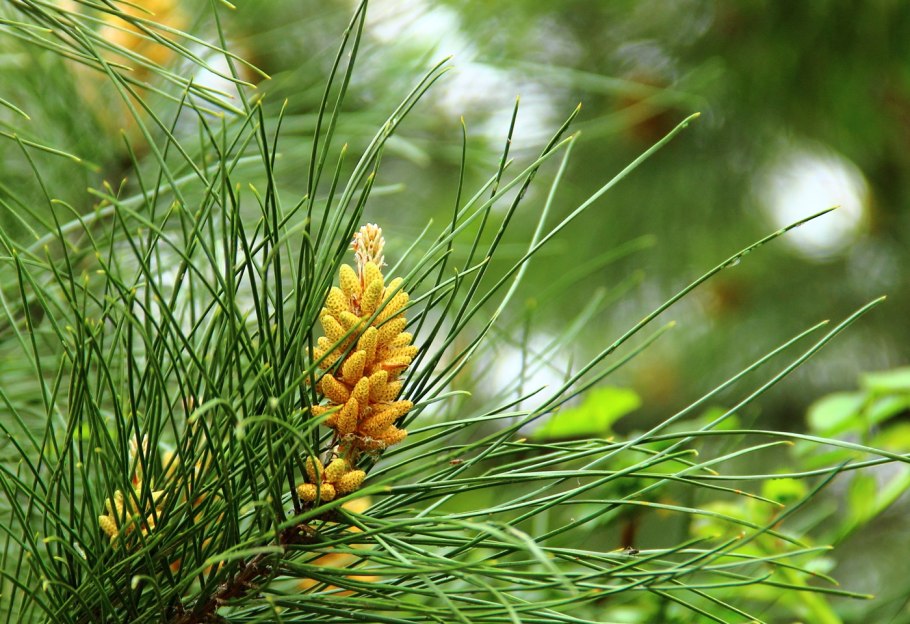 Pinus mugo Andrzej