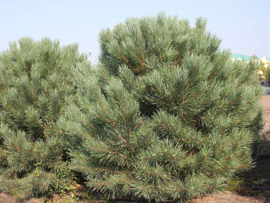 Сосна обыкновенная Pinus Sylvestris l