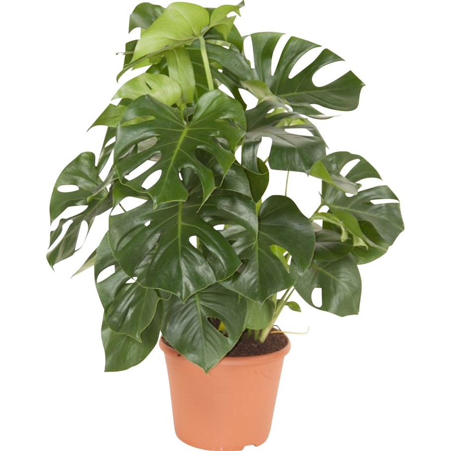 Монстера Пертусум