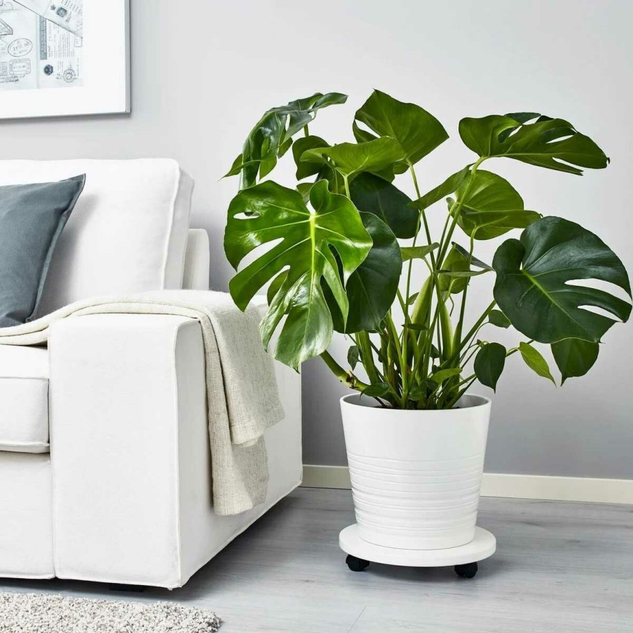 Монстера комнатная