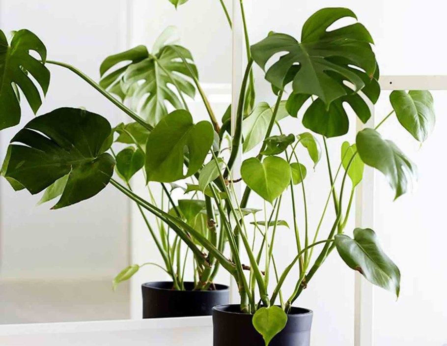 Монстера Борситжиана