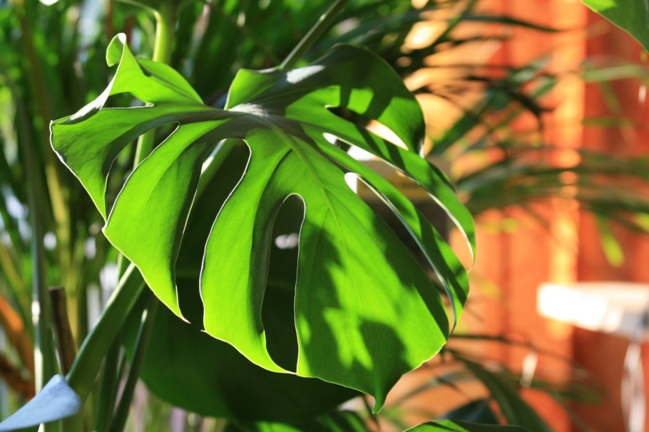 Монстера деликатесная (Monstera deliciosa)