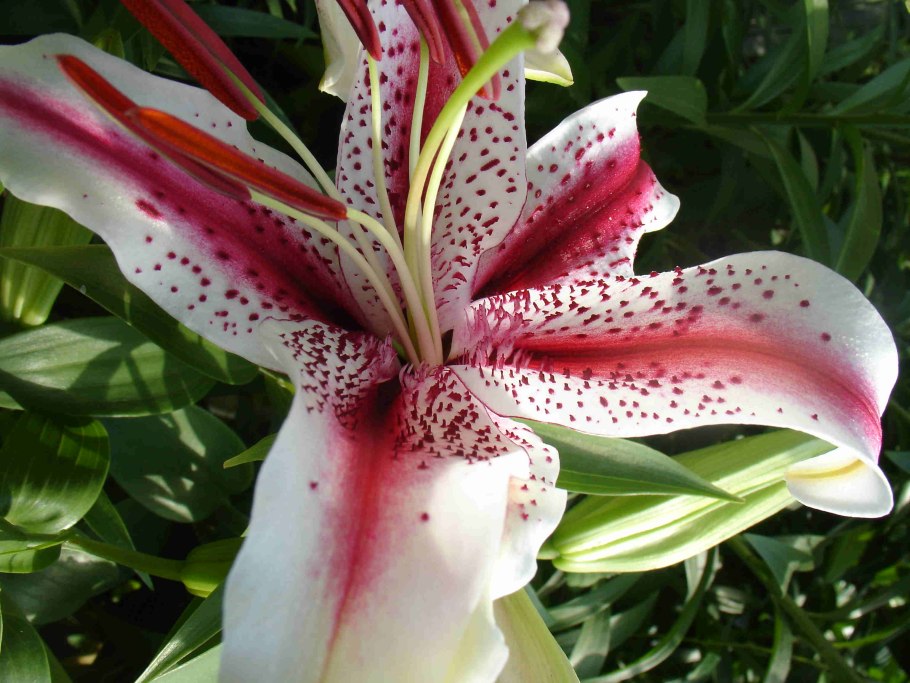 Лилейник Фульва Квансо