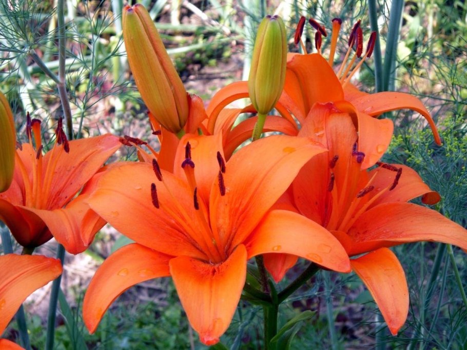 Лилия оранжевая семейство Лилейные