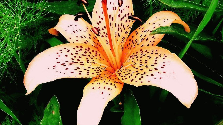 Лилейные ботаника