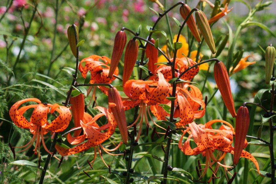 Лилия леопардовая — Lilium pardalinum