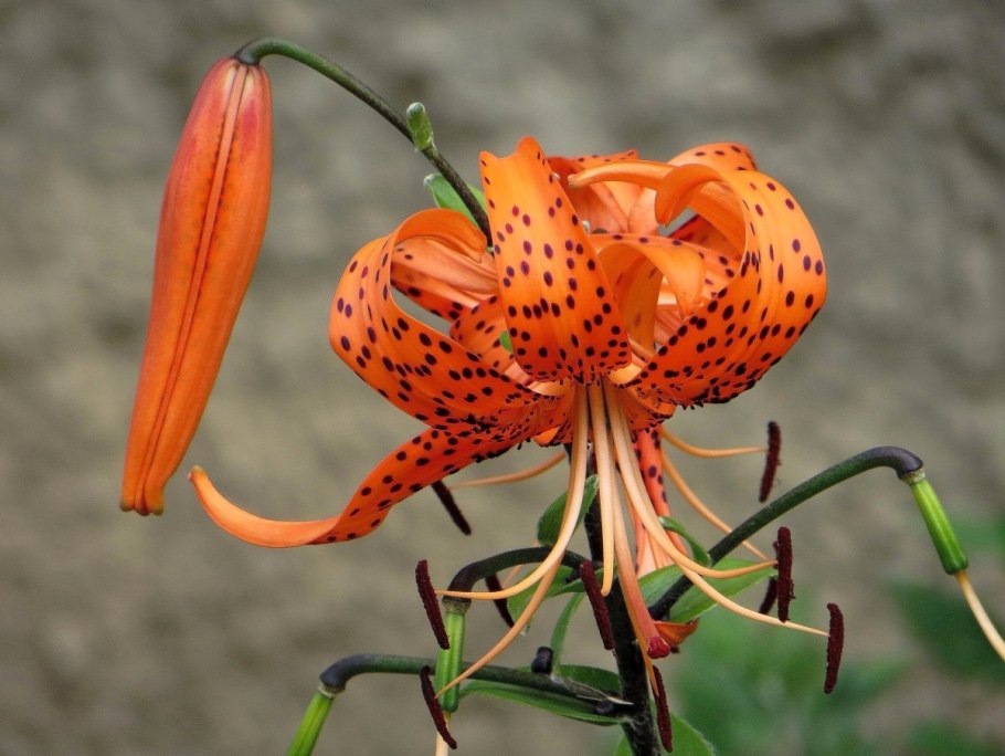 Лилия тигровая или саранка