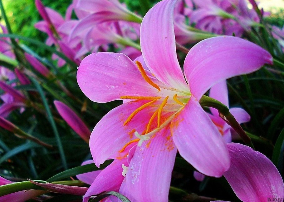 Класс Однодольные семейство Лилейные и злаки