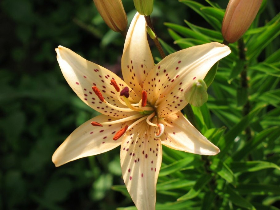 Ботаническая иллюстрация лилейник