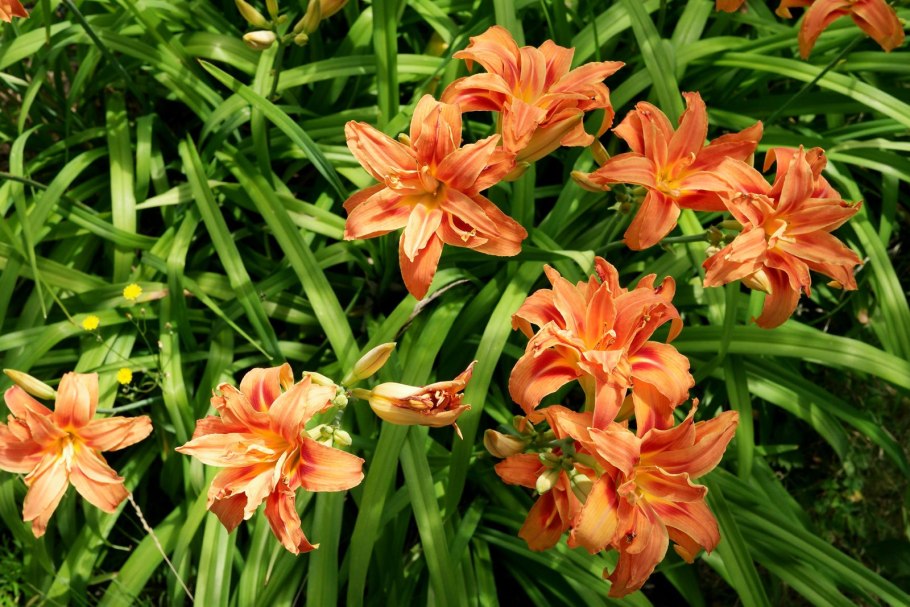 Tiger Lillies тигровые лилии Лилия