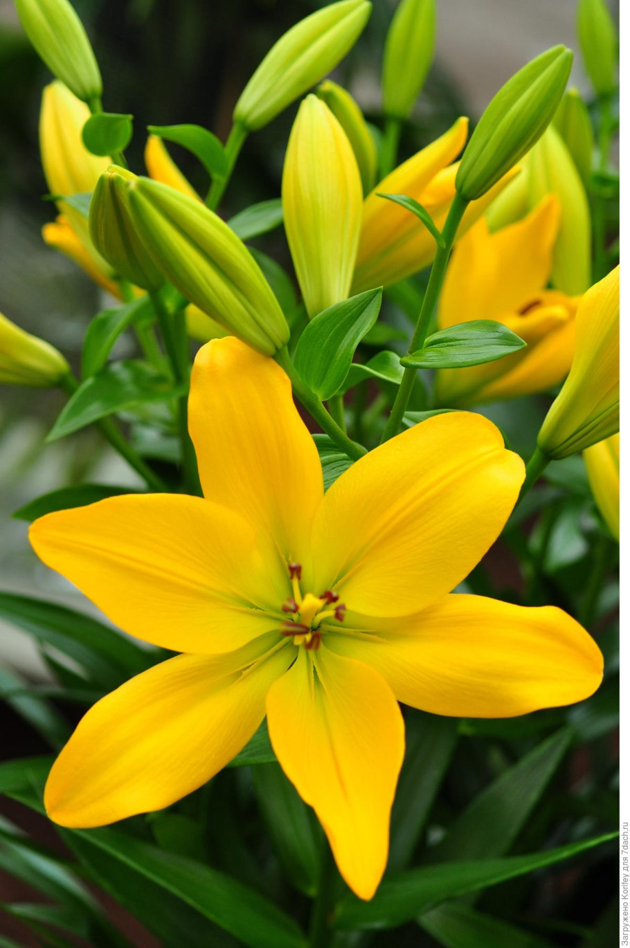 Семейство Лилейные Лилия