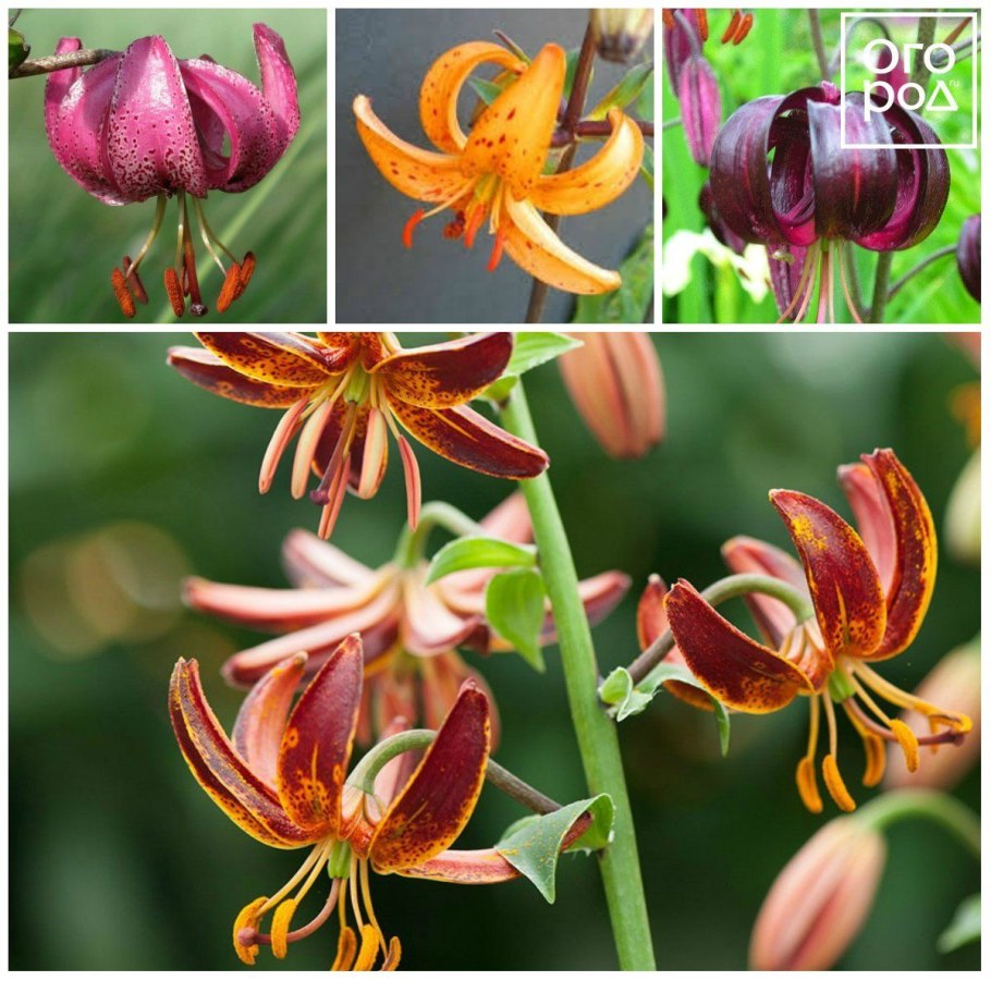 Лилия Олимпик Флейм