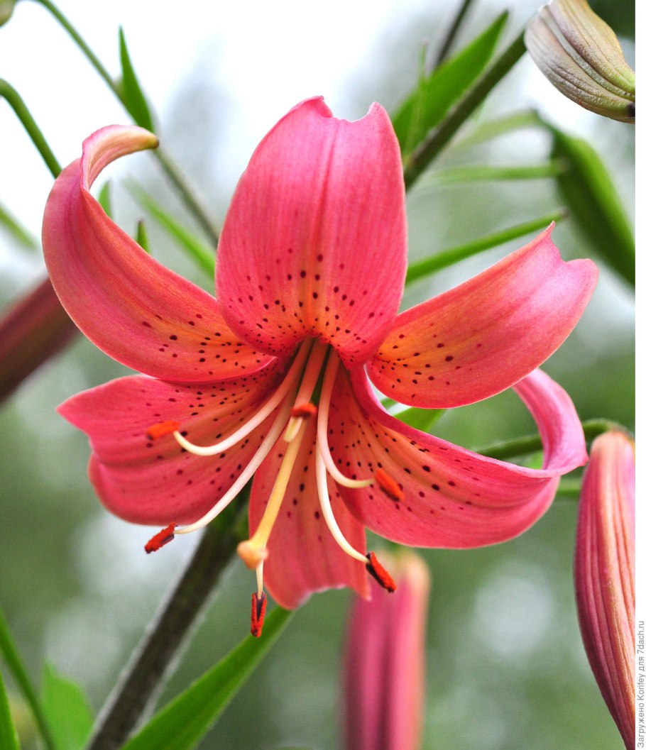 Лилия Аполло