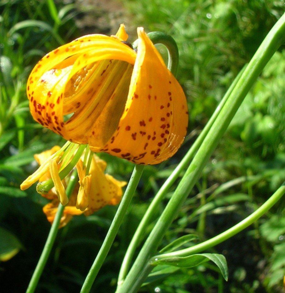 Безвременник клубнелуковицы