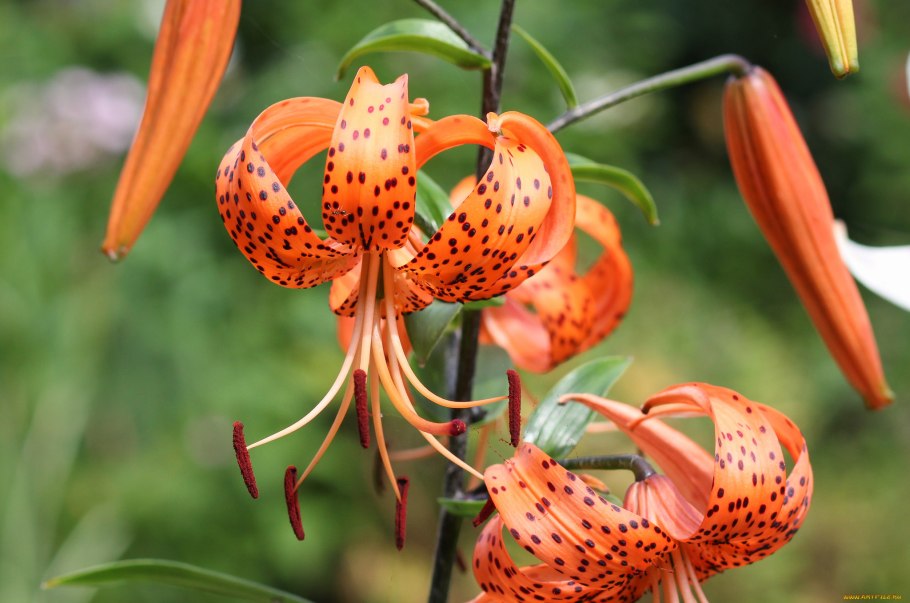 Диана фритиллярия бабочка