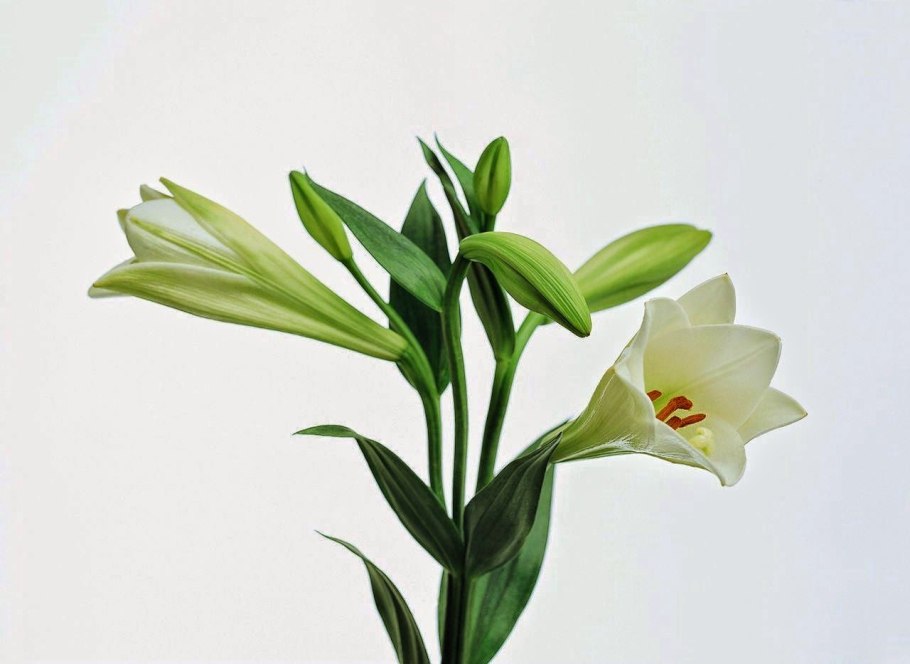 Lilium candidum