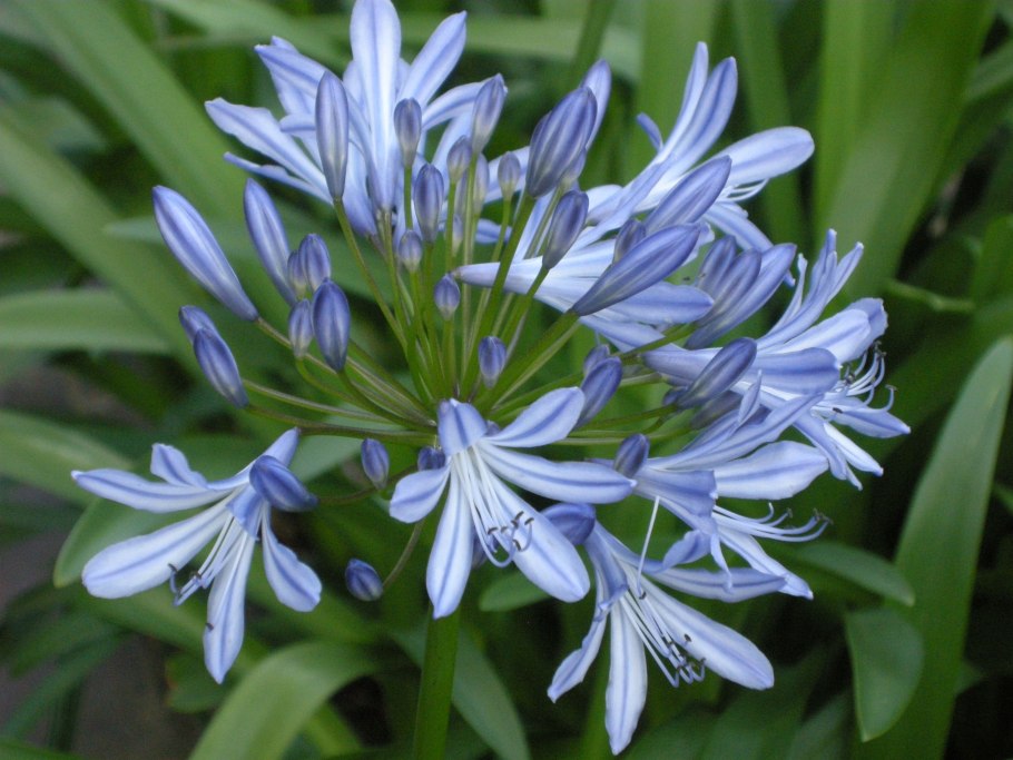 Луковичные растения примеры