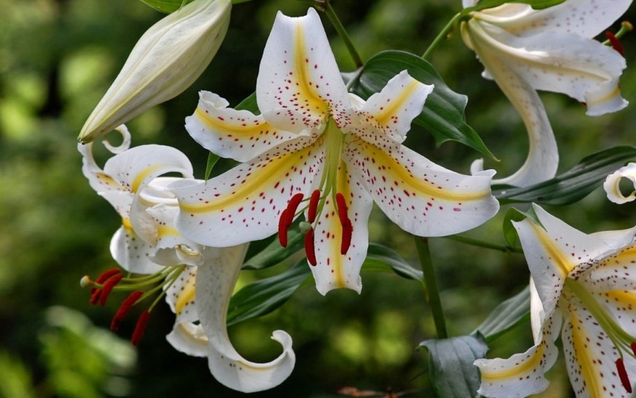 Лилейные тюльпаны листья зелено-фиолетовые