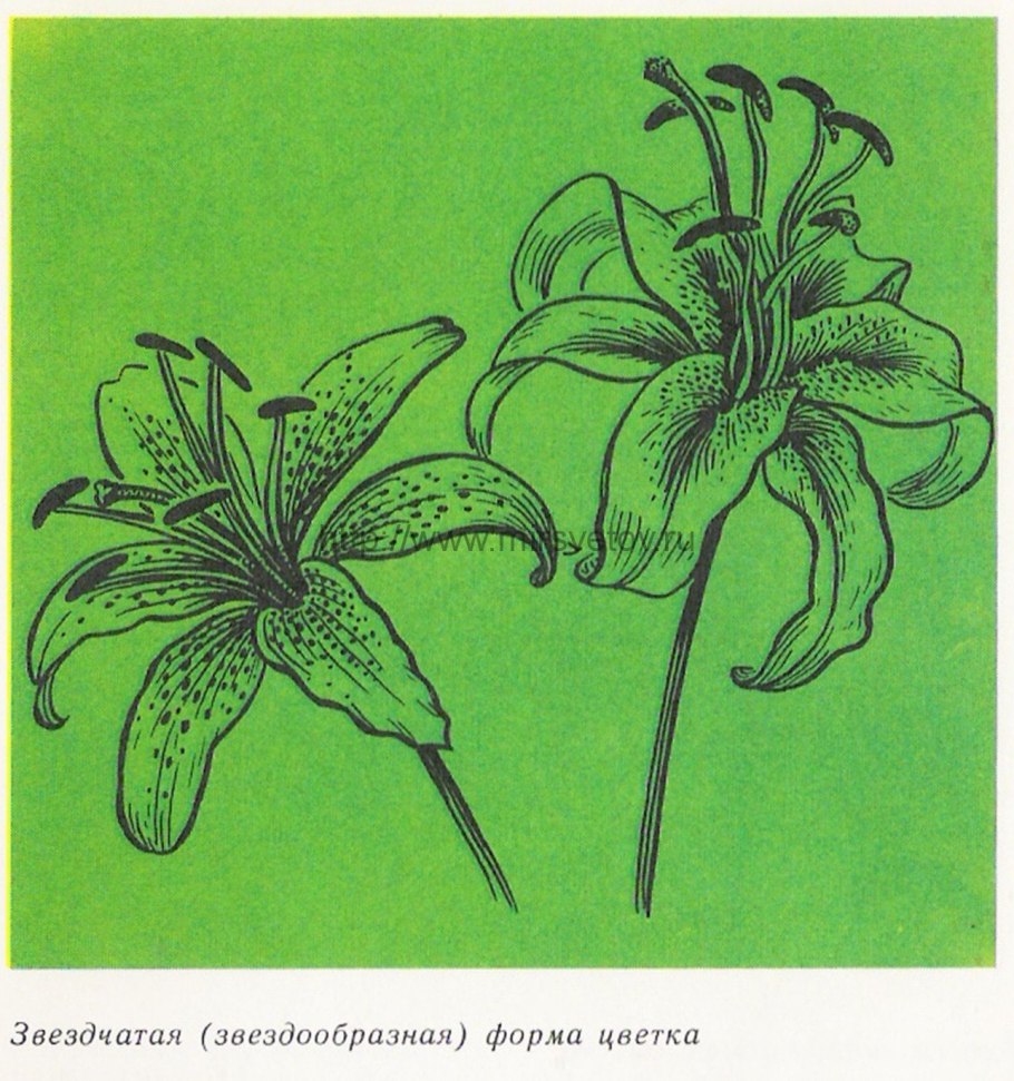 Лилия Кандидум (Lilium candidum)