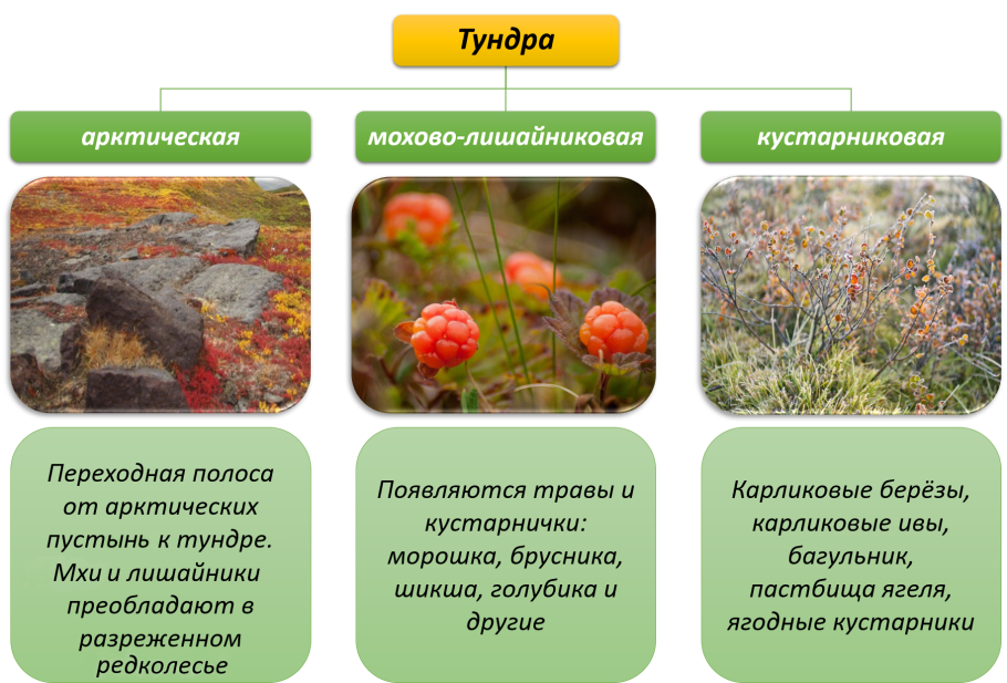 Растения тундры