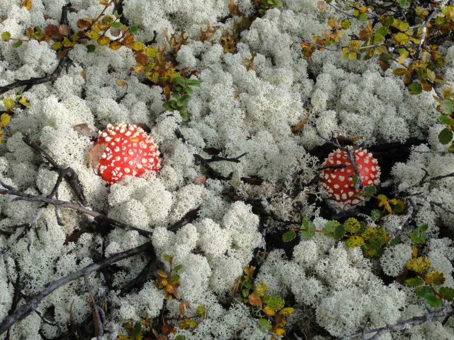 Тундра Морошковые поля