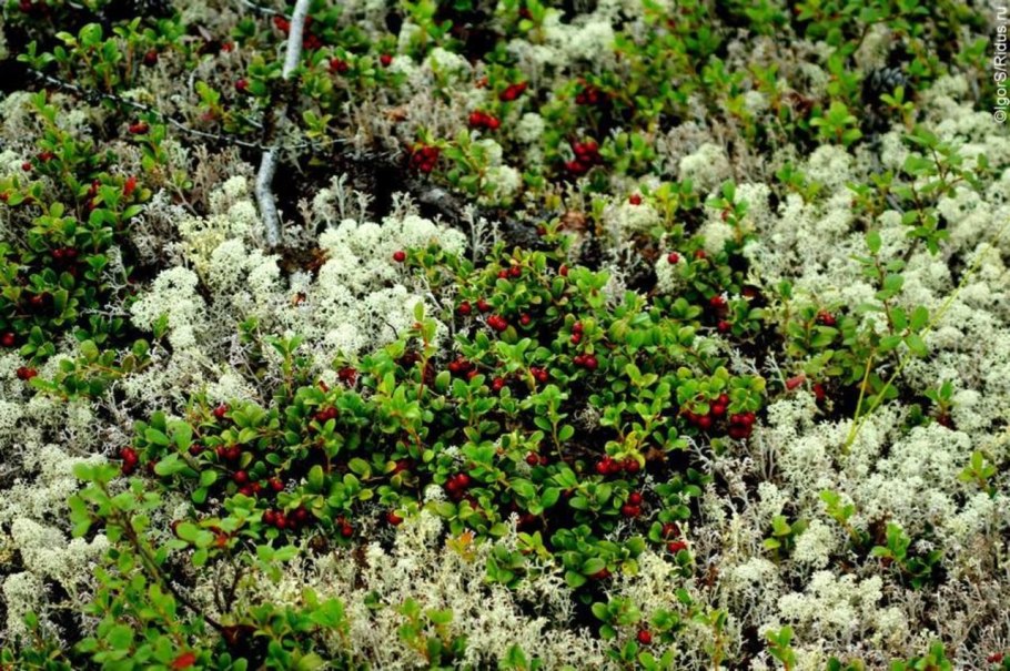 Растительный и животный мир тундры