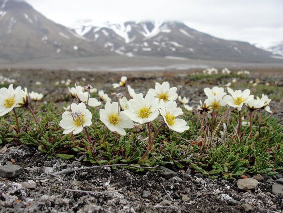 Diapensia obovata