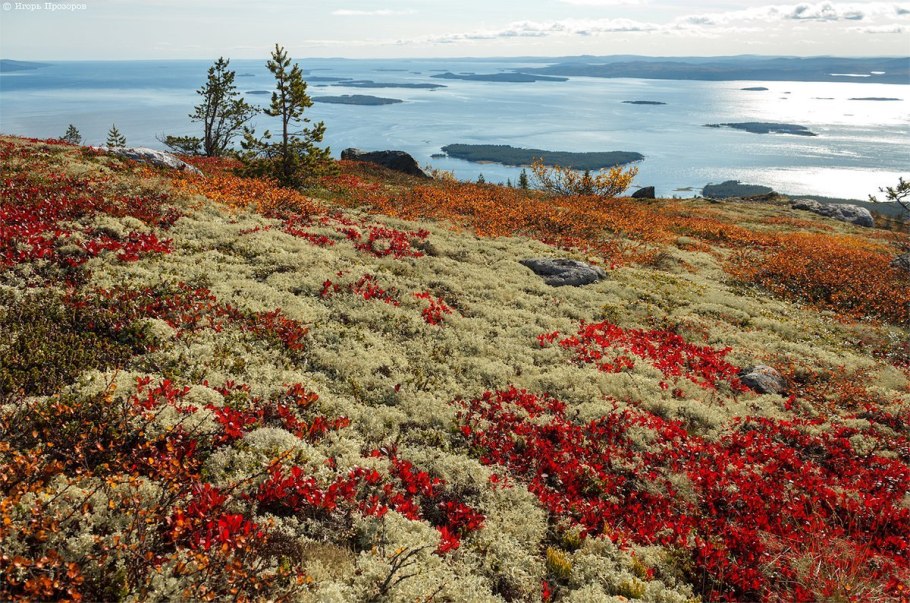 Флора тундры