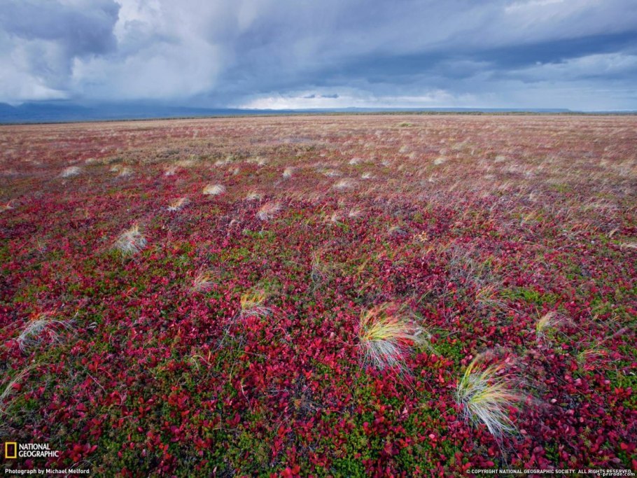 Шиверекия Подольская