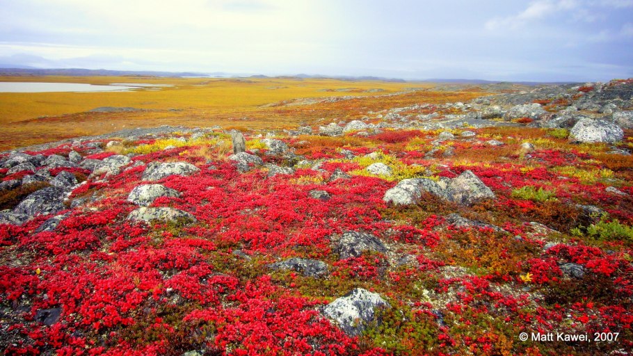 Растения тундры карликовая береза