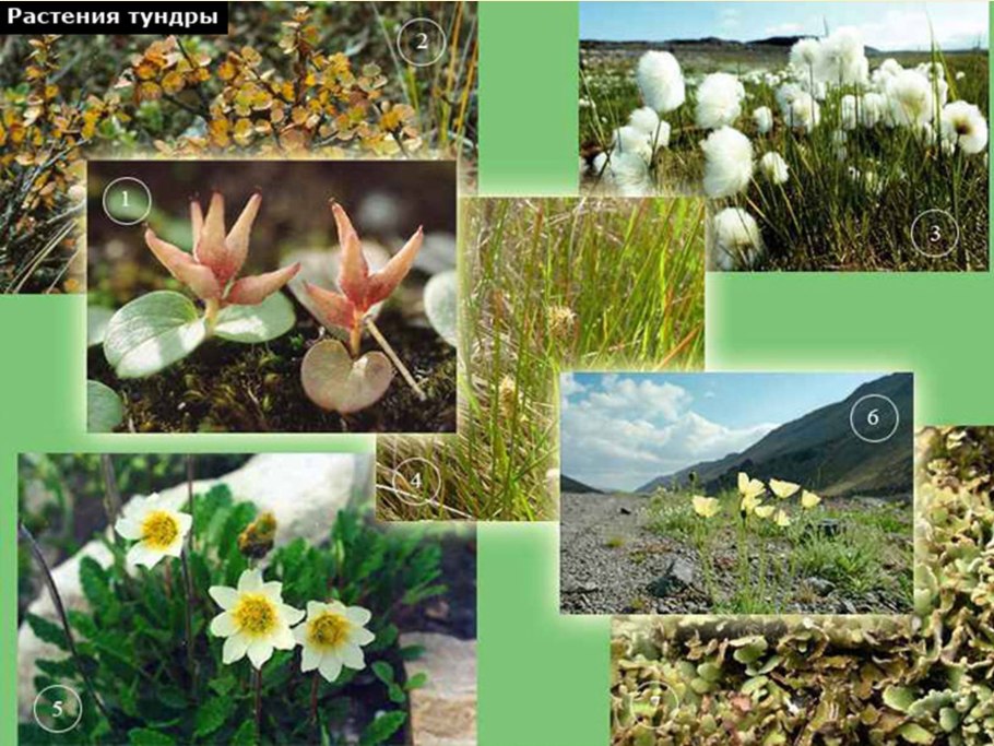 Заповедник «остров Врангеля» (Чукотка)