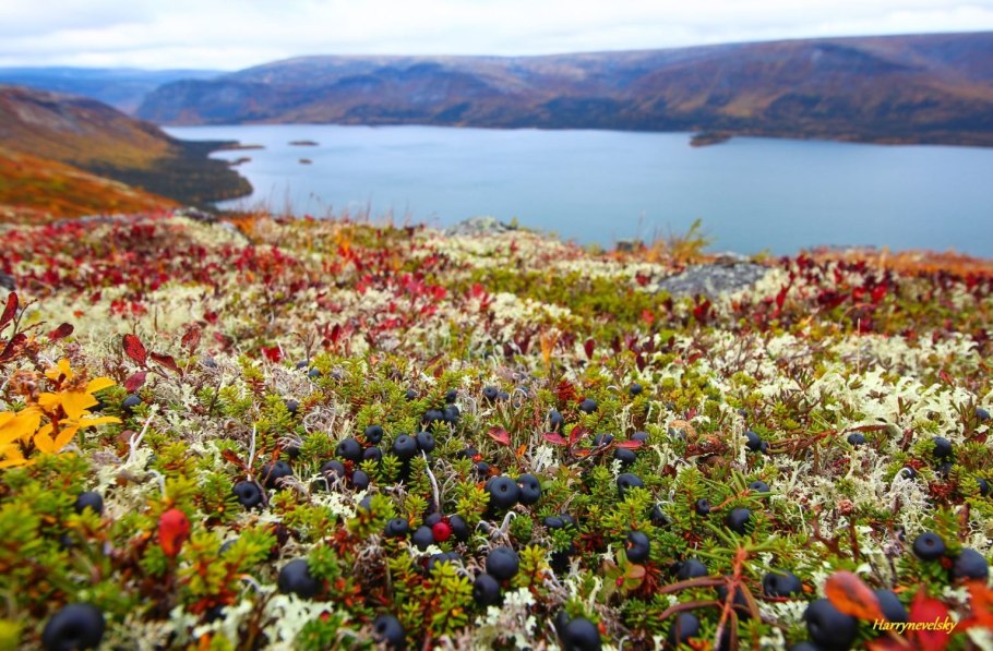 Пушица влагалищная