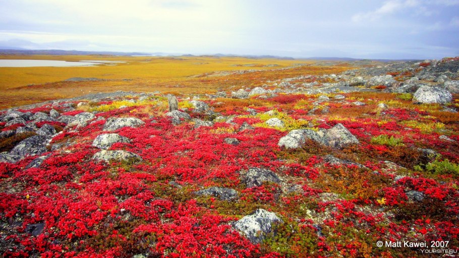 Бактерии тундры