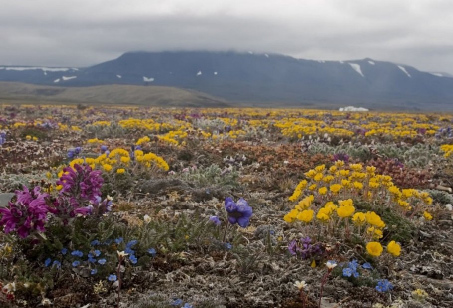 Мох ягель в тундре