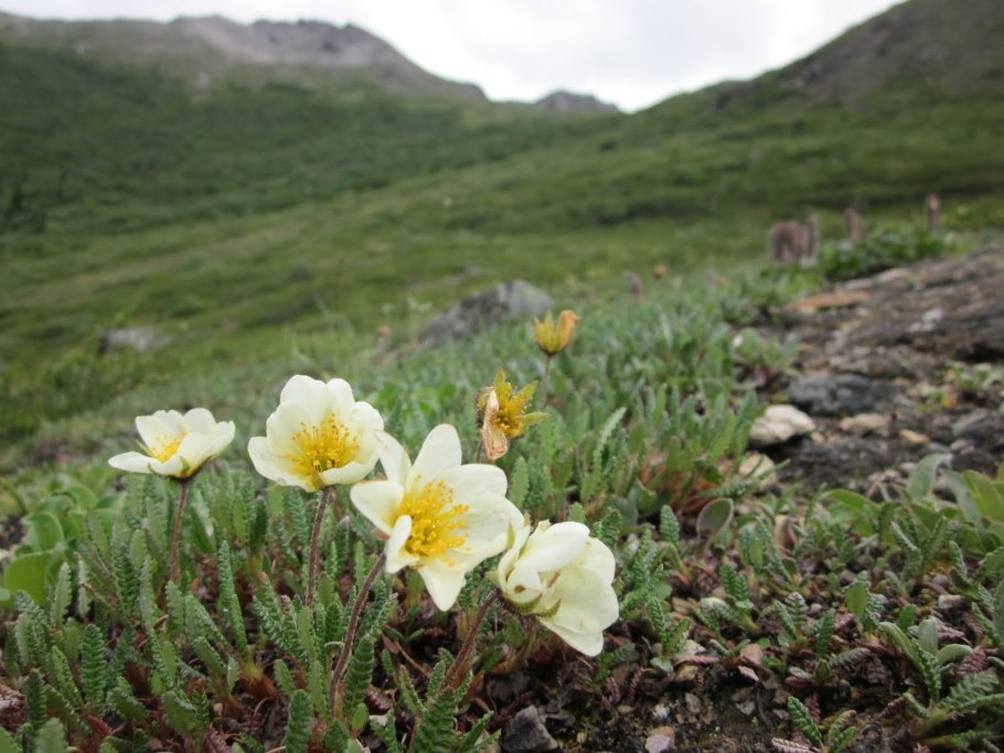 Растения тундры Ямала