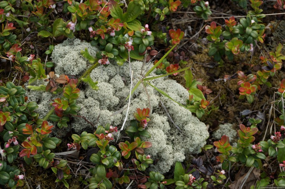 Кустарнички тундры