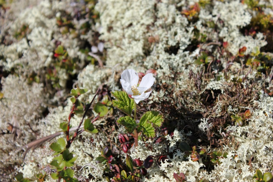 Тундра растения тундры