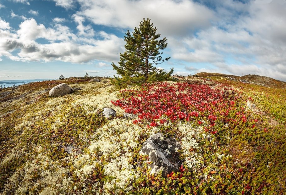 Растения тундры камнеломка