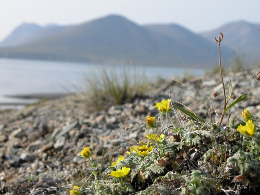 Лютик Альпийский