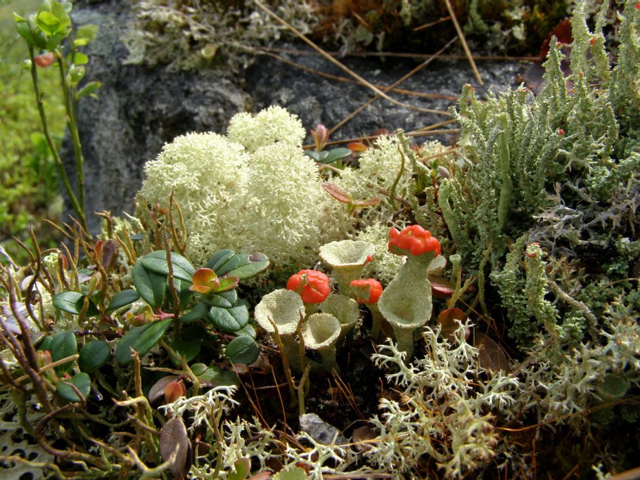 Мхи и лишайники острова Врангеля