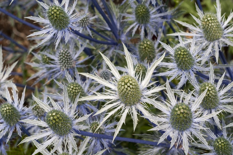 Синеголовник (Eryngium)