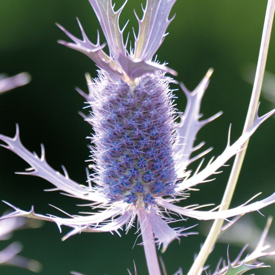 Eryngium agavifolium